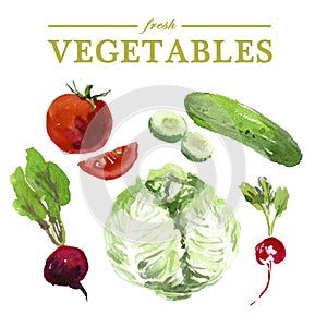 Set of watercolor fresh vegetables on white background.