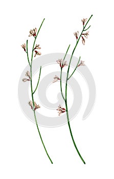 Set of watercolor genista. Hand drawn illustration is isolated on white. Branches with flowers