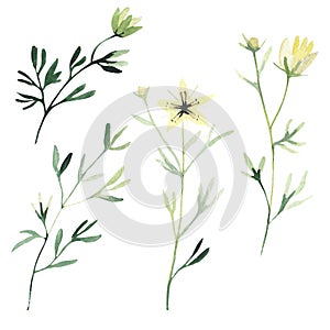 Set of watercolor green leaves, herbs, branches and wild flowers