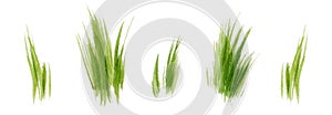 Set of Watercolor green lush grass for spring or summer decoration. Tufts of fresh plants in close up isolated on white.
