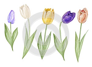Set watercolor hand drawn elements of Tulips collection garden and wild flowers, easter florals, leaves. Botanical illustration is