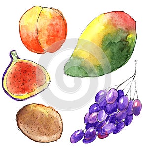 Set of watercolor hand drawn fruits in sketch style. Peach, fig, grape, mango and kiwi isolated on white background
