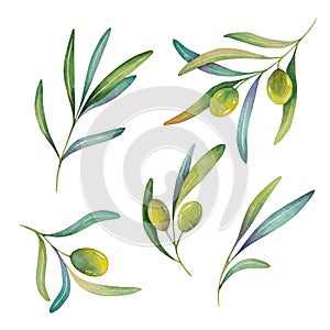 Set of watercolor hand drawn olive branch, green leaves on a white background