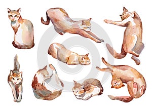 Set of watercolor happy straped red cats, hand-drawn simbol