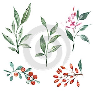 Set of watercolor illustrations. Green leaves, berries, barberry, branch of fireweed, sea buckthorn.