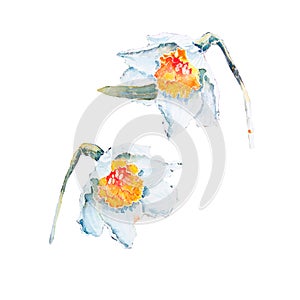 Set of watercolor illustrations of white daffodils with a yellow and red center. Watercolor spring flowers isolated on white