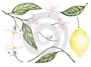 Set of watercolor illustrations of yellow citrus lemon fruits, flowers, green leaves. Hand painted. on a white