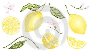 Set of watercolor illustrations of yellow lemon citrus fruits, flowers, green leaves. Hand painted on a white background