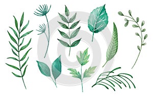 Set of watercolor leaves in different shapes, illustration of green leaves and branches isolated on white background.