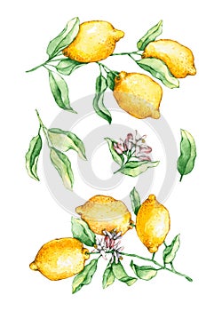 Set of watercolor lemon branches. Hand drawn illustration is isolated on white. Yellow fruits