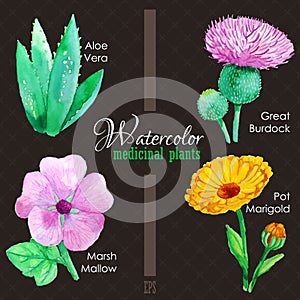 Set of watercolor madicinal plants