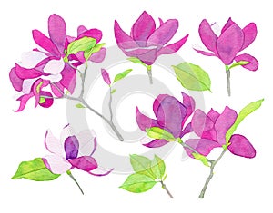 Set of watercolor magnolia flower llustration