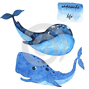 Set of watercolor marine mammals whale and sperm whale