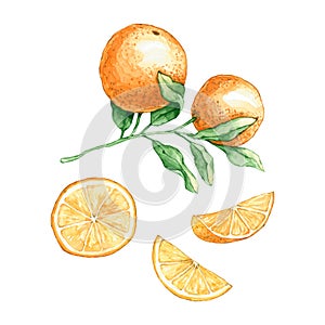 Set of watercolor orange branche and slices. Hand drawn illustration is isolated on white. Fresh fruits