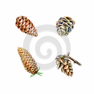 Set of watercolor painted and hand drawn inked drawing of pine cones. Collection of Christmas hand drawn fir cones.