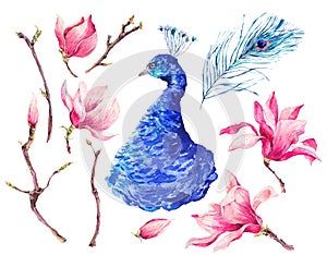 Set of Watercolor Peacock, Flowers Magnolia