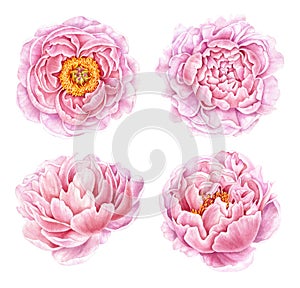 Set of watercolor peonies isolated on white background.