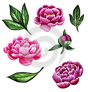 Set of watercolor peonies and leaves isolated on white background. Flower illustration for greeting cards, wedding