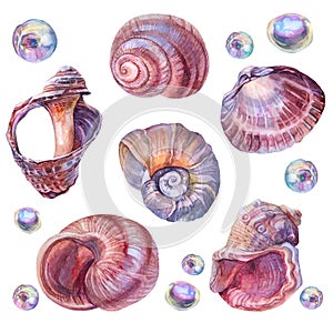 Set watercolor pink brown sea shell and nacreous bead pearl isolated on white background. Creative hand drawn realistic