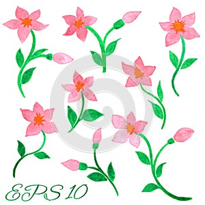 Set of watercolor pink flowers isolated on a white background