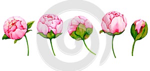 Set of watercolor pink peonies isolated on white background. Collection of botanical illustrations