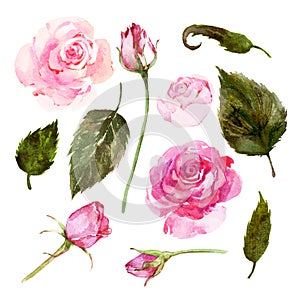 Set of watercolor pink roses, buds, leaves.