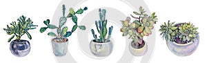 Set watercolor plant in pot succulent crassula ovata, cactus, opuntia isolated on white background. Hand-drawn botanical