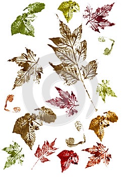 Set of watercolor prints of autumn leaves