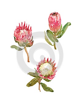 Set of watercolor protea decorative elements