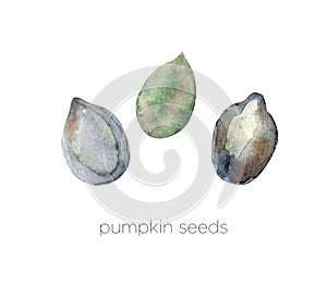 Set of watercolor pumpkin seeds