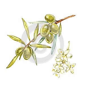Set Watercolor realistic illustration of green olives branch and flowers isolated on white background. Design for olive