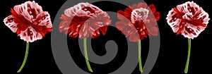 set watercolor red flowers. Red peony, rose, daisy on black background. For design.
