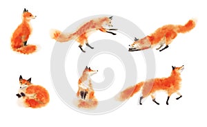 Set of watercolor red fluffy foxes in motion on white. Sitting fox, sleeping fox, playing fox, jumping fox, going foxy.