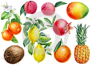 Set of Watercolor ripe fruits. Lemon, tangerine, coconut, peaches and mango.