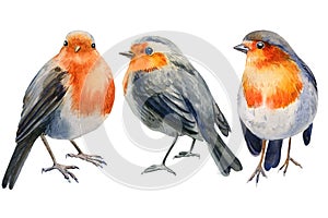 Set of watercolor robin bird. Christmas llustration with birds isolated on white background.