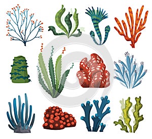 Set of watercolor seaweed and corals isolated on white background. Underwater algae. Aquarium plants collection. Vector