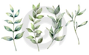 Set of watercolor spring branches. Hand painted eucalyptus thick branches and leaves isolated on a white background