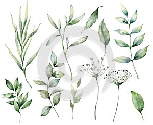 Set of watercolor spring branches and herbs. Hand painted eucalyptus leaves and grass isolated on a white background