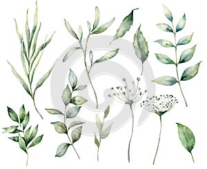 Set of watercolor spring branches and herbs. Hand painted eucalyptus leaves and grass isolated on a white background photo