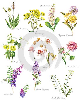 Set of watercolor summer meadow flowers, wildflowers