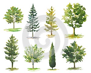 Set of watercolor trees various species isolated on white