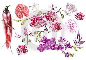 Set with watercolor tropicaal flowers. Orchids, plumeria  and tropical bird.