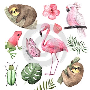 Set of Watercolor tropical animals and birds