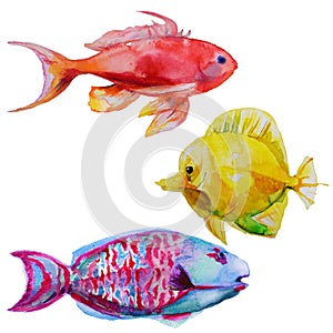 Set with watercolor tropical fish