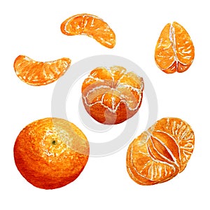 Set of watercolor tropical fruits - mandarins. Collection of decorative hand drawn elements