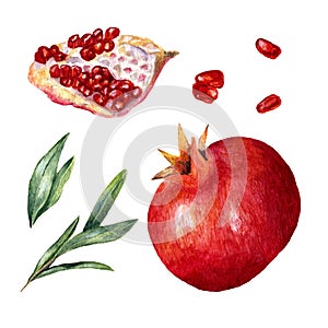 Set of watercolor tropical fruits - pomegranates and leaves. Collection of decorative hand drawn elements