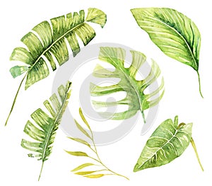 Set of watercolor tropical green plants and leaves, hand painted isolated illustration