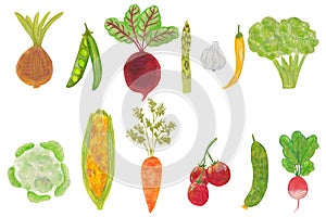 Set of watercolor vegetables. Fresh veggies as tomato, radish, pepper, onion, cucumber, green pea, corn, cauliflower