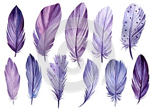 Set of watercolor violet feathers on a white background