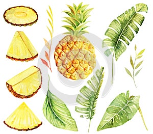 Set of watercolor whole pineapple and sliced, and tropical green plants and leaves